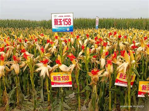 最新国审玉米新品种---新玉158 - 河南大成种业有限公司