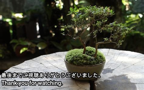 温室盆栽花卉种植技术教学视频--视频教程-外唐网
