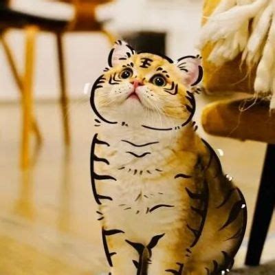 【干货】画虎不成反类猫？猫科动物脸部的画法与差异！