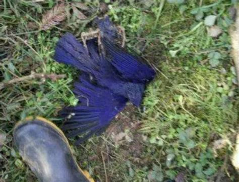 农村小哥在山上抓到1只“怪鸟”全身呈深蓝色，估计很多人没见过