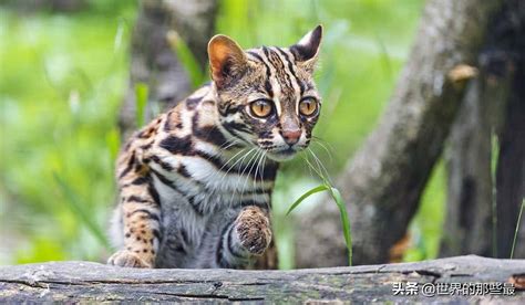 豹猫-罗浮山野生动植物-图片