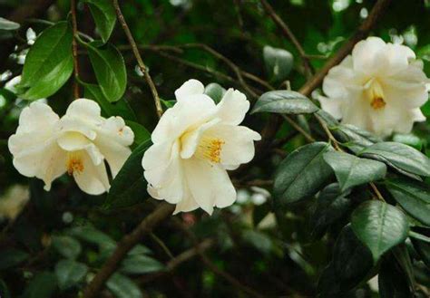 白色山茶花的花语和象征意义：含蓄_那花园花卉网(nahuayuan.com):花卉第一网站!爱花人的花园!