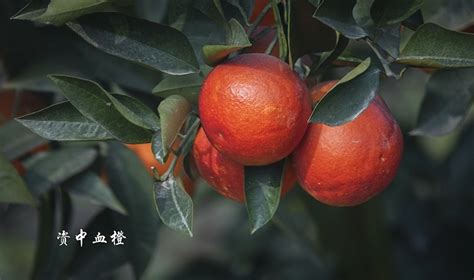 【原创】资中县的血橙丰收了-中关村在线摄影论坛