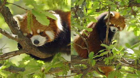 4K野生动物小熊猫爬树mp4格式视频下载_正版视频编号179392-摄图网