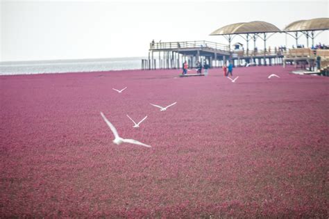 2024盘锦红海滩风景区游玩攻略,最好的旅游时间是9月、10月份...【去哪儿攻略】
