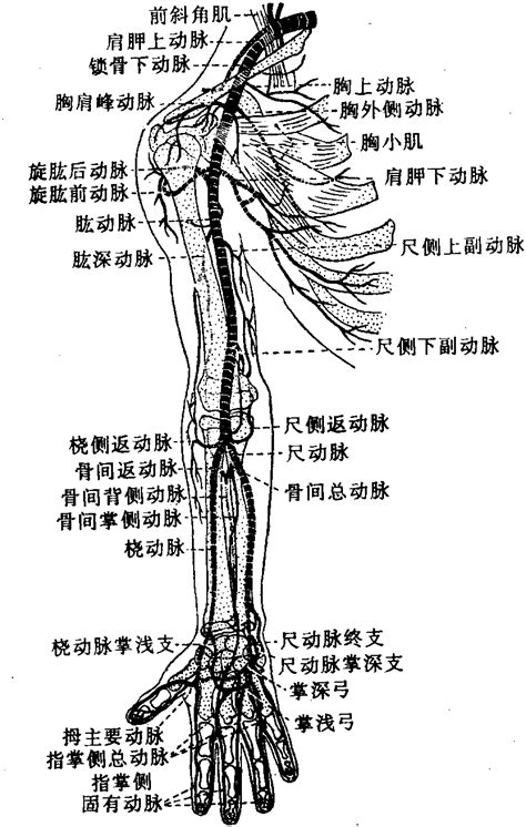手臂动脉位置图图片