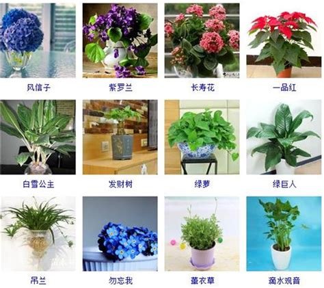 96种室内植物图片及名称,室内植物品种大全（图片） - 种植技术 - 第一农经网