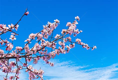 春天清新日系风樱花盛开自然风景摄影图高清摄影大图-千库网