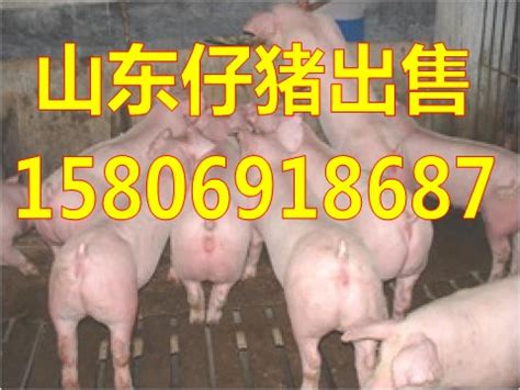 供应三元仔猪今日仔猪交易价格_山东三元仔猪销售中心