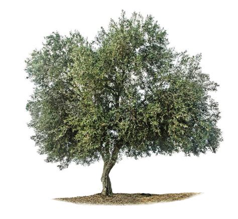 橄榄树多少钱？2020年橄榄树价格-花木行情-中国花木网