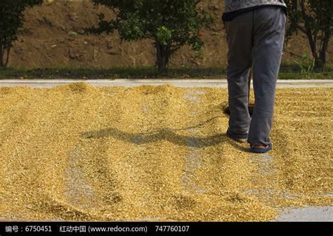 收麦子了！实拍潍坊田间麦收场景，割麦、打场、晒麦...|麦收|潍坊|实拍_新浪新闻