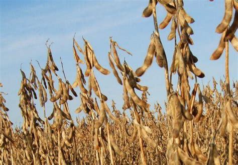 2021年黑龙江大豆最新价格表-5月份大豆价格还能上涨吗-2021年大豆行情分析 - 见闻坊