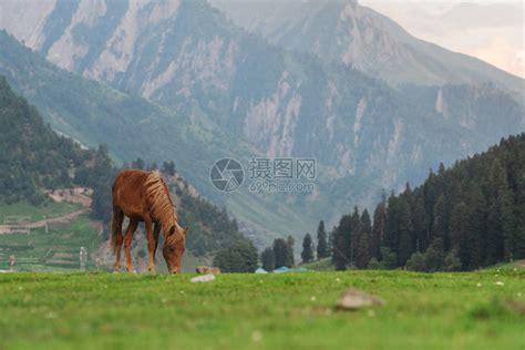 早晨在山林景观的草地上放牧的马高清图片下载-正版图片505426646-摄图网
