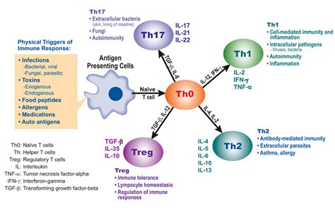 人人学懂免疫学第二十二期：细胞因子与Th1细胞_信息_树突状_信号系统