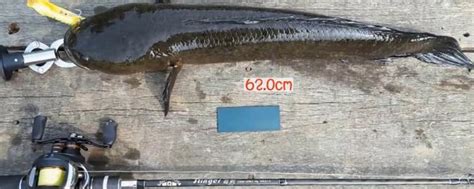 淡水鱼中的黑鱼,最大能长到多少斤?
