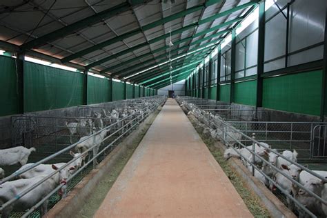 羊来啦！鸿辉公司五里冲养殖园区持续进羊 - 养羊啦