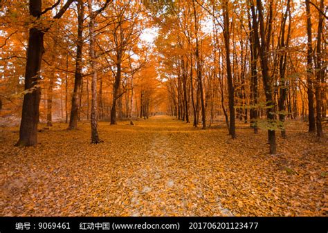 秋季 叶子 秋天的落叶 金色的秋天 性质 过客 森林 变色图片下载 - 觅知网