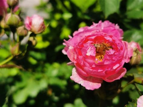 蔷薇花如何养植？蔷薇花的养殖方法和注意事项-绿宝园林网