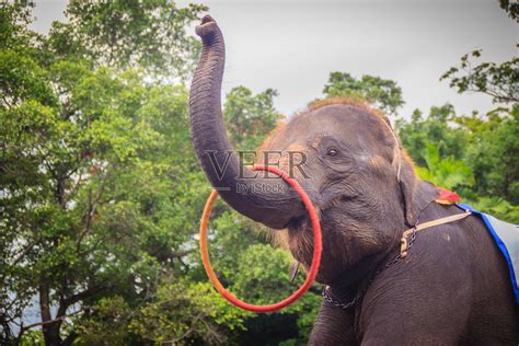 小象用鼻子玩呼啦圈照片摄影图片_ID:304504905-Veer图库