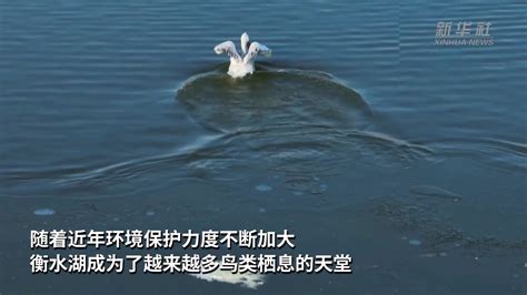 国家一级保护动物鹰嘴龟现身衡阳县，警民爱心接力将其放归大自然 - 衡阳 - 新湖南