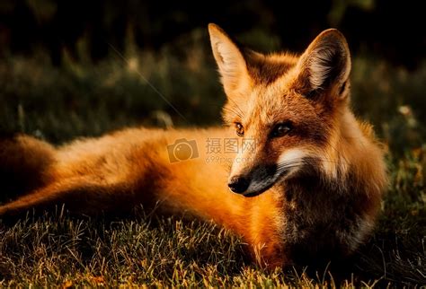 狐狸元素素材下载-正版素材400257187-摄图网