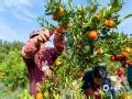四川南充柑橘喜迎丰收 农民采摘忙-图片频道