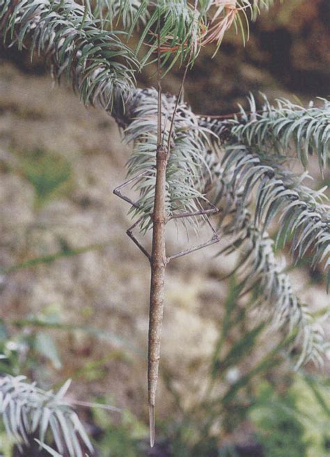 白带足刺竹节虫-中国昆虫生态-图片