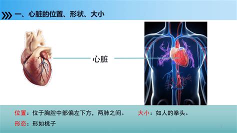 4.1 心脏的泵血功能下载 - 重庆大学出版社教学资源库管理平台