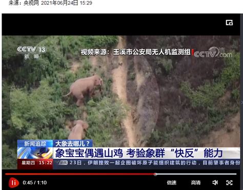 云南15头大象组队旅游，一路向北，警车护送，它们为何集体出走？|云南|大象|警车_新浪新闻
