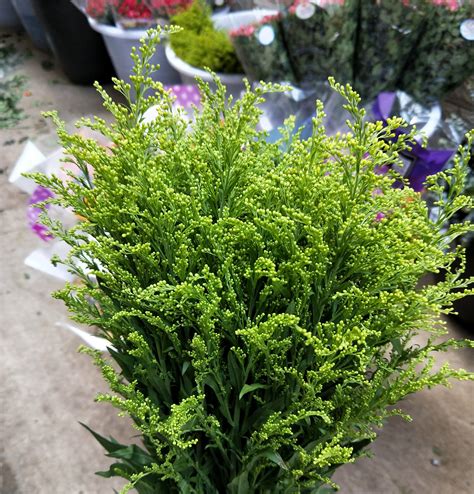 黄莺草黄莺草也叫幸福草_[标签:标题1]