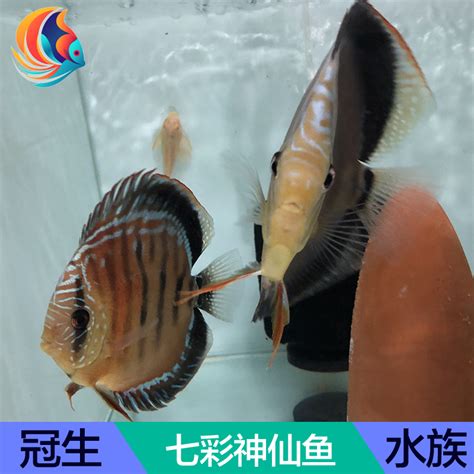 七彩神仙鱼苗阿莲卡 2-3厘米精品鱼房观赏热带种鱼_虎窝淘