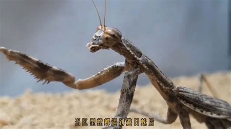 巨型螳螂大战避日蛛，一场恶战一触即发_腾讯视频