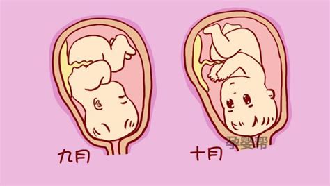 胎儿发育到分娩全过程：怀孕4周至40周过程图解