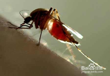 夏季如何防蚊子的小招术-百度经验