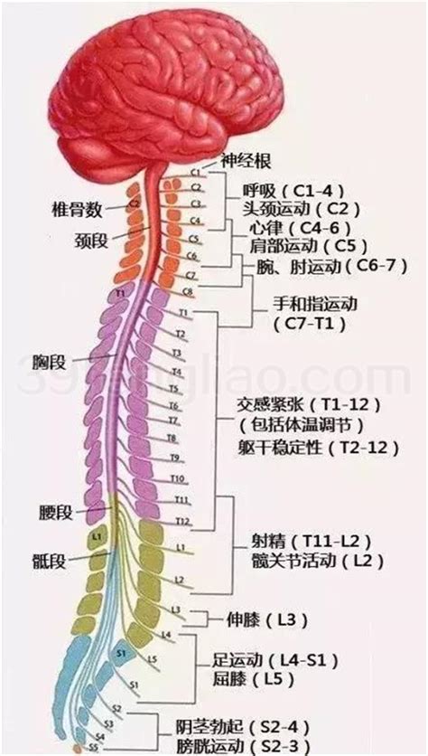 中医也要懂些解剖_39蜂疗网