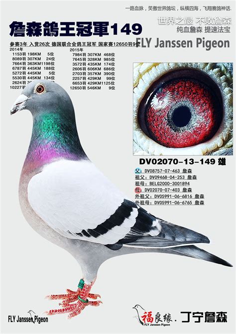 詹森名鸽欣赏-中国信鸽信息网相册