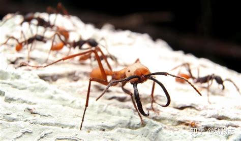 世界上最凶的10种蚂蚁排名 行军蚁上榜，第九很具攻击性_排行榜123网