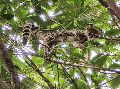 小灵猫-罗浮山野生动植物-图片