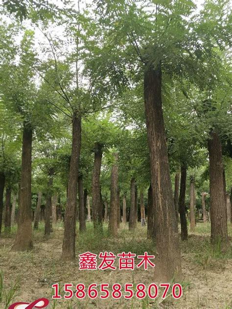 苗圃基地_案例产品_南京市园林实业有限公司