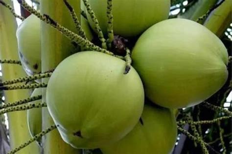 教你用椰子培育盆栽，可以直接买椰子苗种，在室内能长五六年__凤凰网