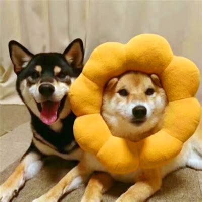 头像狗狗情侣非主流一对