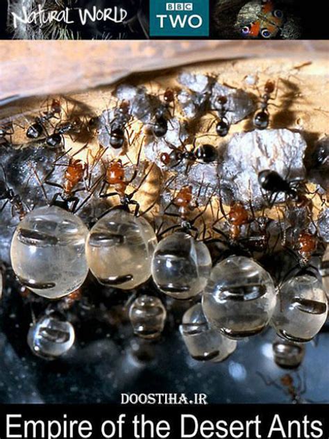 自然世界:蚂蚁帝国兴衰记-全集在线观看-综艺-百搜视频