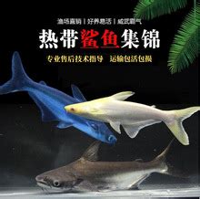 湖南钓鱼人钓获巨型“虎头鲨”，钓友：太大了，还能吃吗_垂钓用品_什么值得买