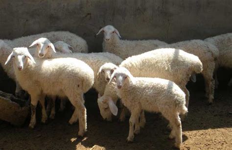 【圈养羊赚钱吗】圈养羊经济效益如何_365养羊网