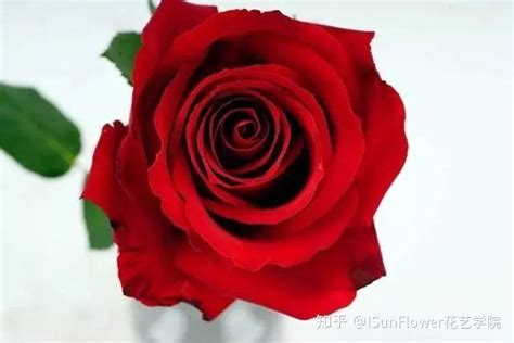 玫瑰品种知多少，65种玫瑰品种介绍 - 知乎