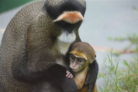 猴宝宝图片大全-猴宝宝高清图片下载-觅知网