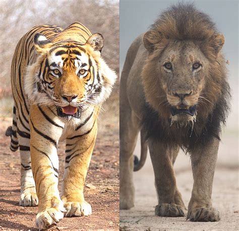 狮子和老虎谁大些（老虎为什么比狮子更大？这里有两种解释） | 说明书网