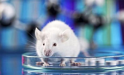 上亿只“小白鼠”有救了，AI可检测化学物质甚至还更准确