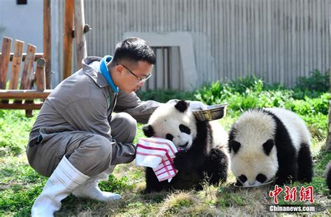 大熊猫“幼儿园”开班了 国宝们春光中撒欢卖萌