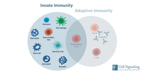Nature最新高分综述：免疫原性细胞死亡_治疗剂_文章_思路